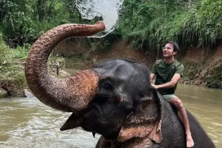 فیل بازی امیر